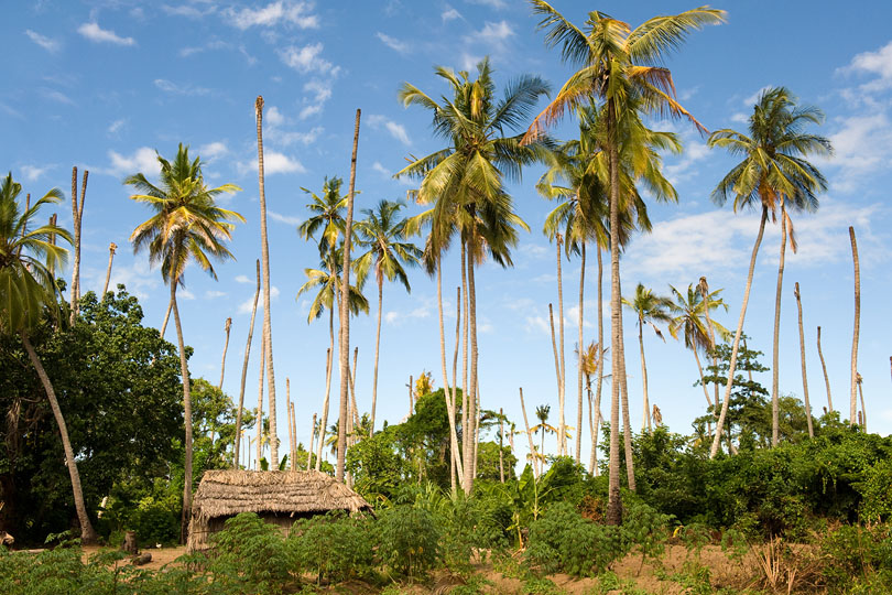 A plantation worker’s homestead with &lt;p&gt;coconut palms, Quelimane, Mozambique