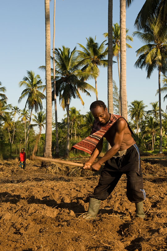 Most smallholders depend on work found &lt;p&gt;on the surrounding coconut palm plantations.
