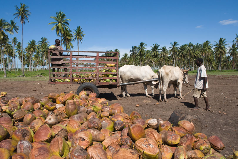 Fresh coconuts are delivered &lt;p&gt;by bullock-cart to the kiln.