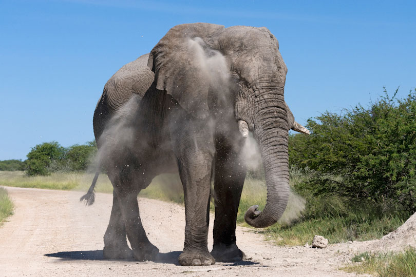 African elephant splattering itself with dust, Etosha National Park, Namibia