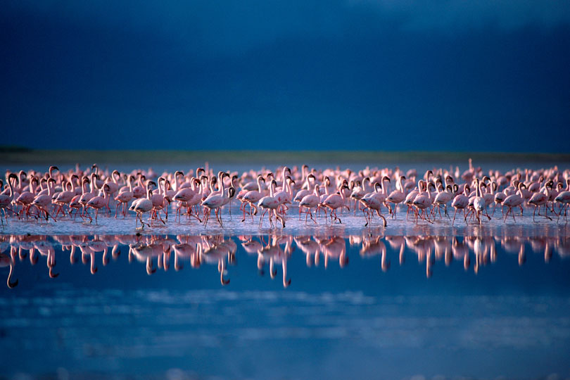 Lesser flamingos in Lake Magadi, Ngorongoro Crater, Tanzania